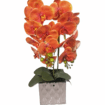 Orange Armour Orchid