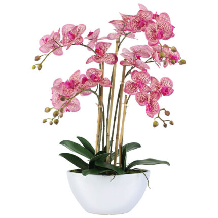 bloom bae orchid