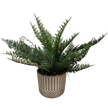 potted stone fern