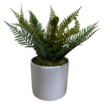potted stone fern