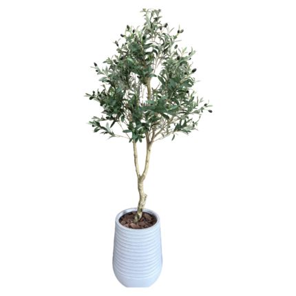 olive tree in artimis