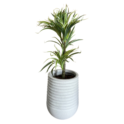 dracaena in artimis