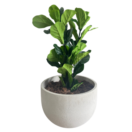 ficus fiddle planter