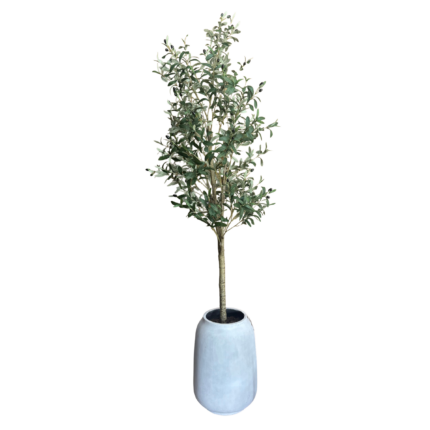 olive tree in planter