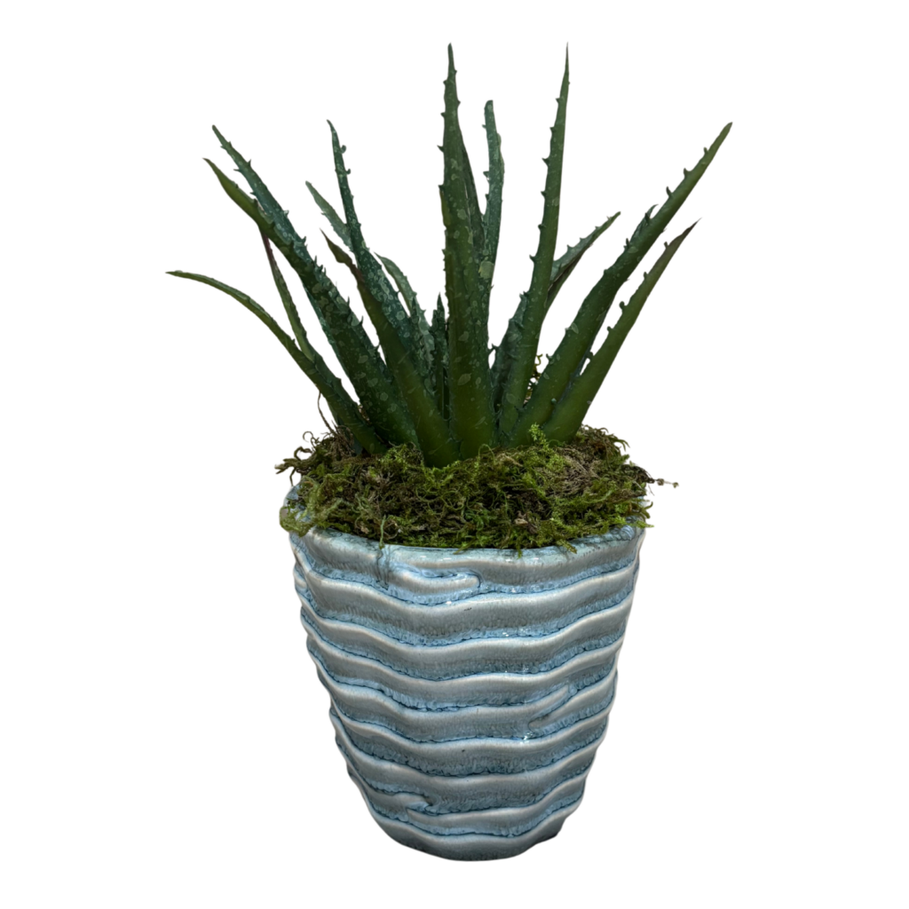 aloe alfresco