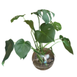 delicious monster in fishbowl